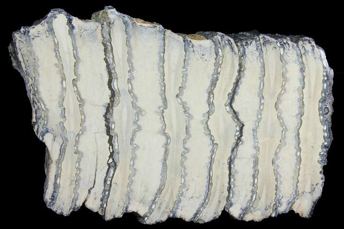 Polished Mammoth Molar Section - South Carolina #180489